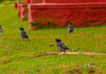 White chinned thrush on grass
