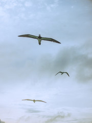 Tubbata Reefs Natural Park (UNESCO Heritage Site) in the Philippines with migratory birds