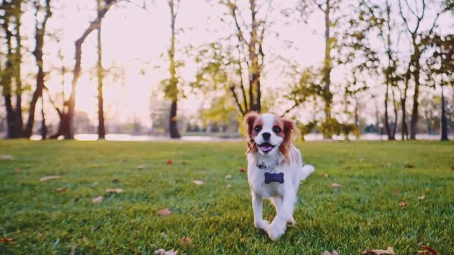 Happy Cute Puppy Running In The Park. SLOW MOTION, STABILIZED, DYNAMIC. Cavalier King Charles Spaniel baby dog enjoying sunny sunset outdoors, running and playing. Cinematic autumn aesthetics.