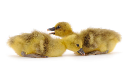 Two little gosling.