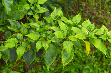 Fototapeta na wymiar Small spicy green chilli plant