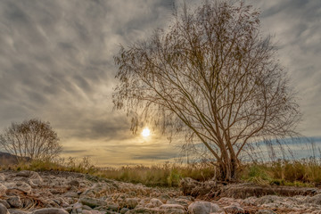 Fototapeta premium tree near dry river at sunset