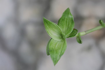 Close up Budding Leaves 