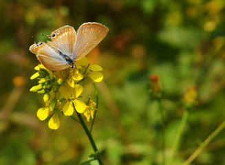 Beautiful butterfly on a flower
