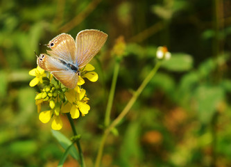 Beautiful butterfly on a flower