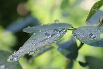 Water drops on green Hagi leaves in the morning