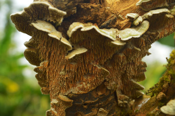 Fungus with a nice pattern 