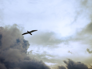 Tubbata Reefs Natural Park (UNESCO Heritage Site) in the Philippines with migratory birds