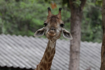 giraffe in the zoo