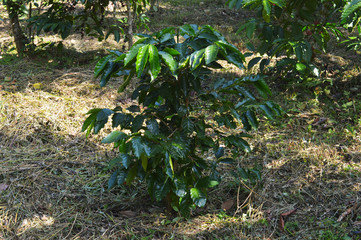 a young coffee plant