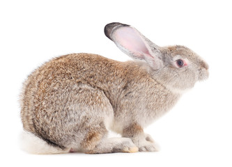 Gray rabbit isolated.