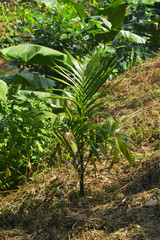 young arecanut plant