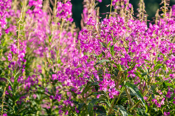 Fototapeta premium Field of lavender on the background of beautiful mountains