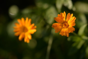 water drops on Calendula officinalis plant. orange flower petals in the morning