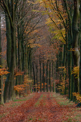 Fall. Autumn. Lane with colourfull leaves of beechtree. Echten Drenthe Netherlands