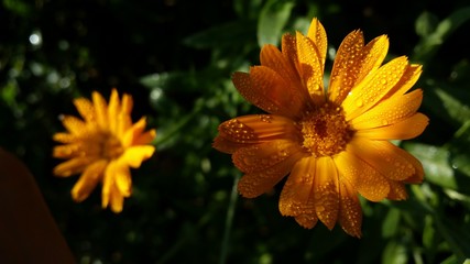 water drops on Calendula officinalis plant. orange flower petals in the morning