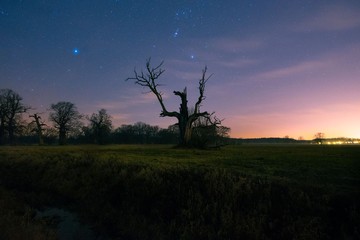 stary dąb na tle nocnego nieba w miejscowości Rogalin © Pawel
