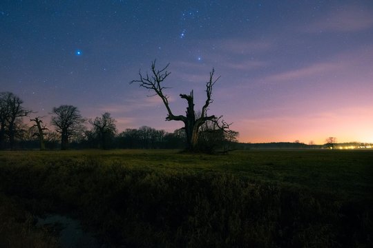 stary dąb na tle nocnego nieba w miejscowości Rogalin