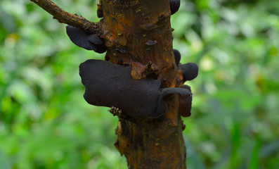 Fungus growth on a tree bark