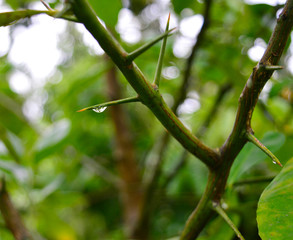 water droplet on a thorn
