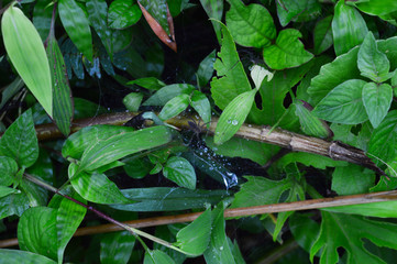 dew drops on spider web with spider