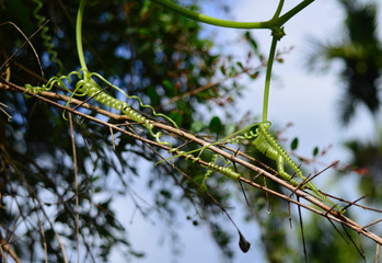 tendrils or runners of a vine holding on to branches.