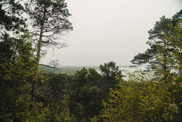 Obraz premium Pine forest on the cliff. Hilly landscape. Trekking for travelers