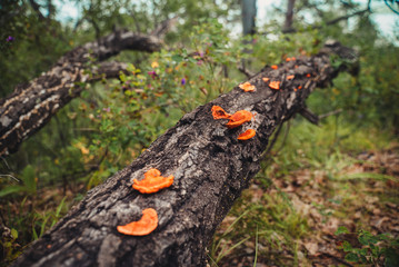 Mushrooms grow on tree. 
Close-up