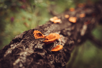 
Mushrooms grow on tree. 
Close-up