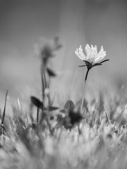 Fototapeta premium Light red clover flower surrounded by grass straws.