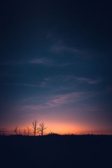 Drzewa i czaple tuż przed zapadającą nocą. WIelkopolska 