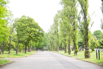 Fototapeta premium 並木道