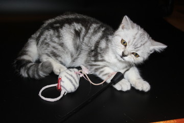 marbled silver scottish straight kitten playing on black background