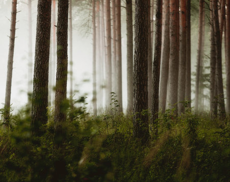 fairy taile forest