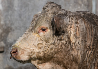 Side profile of  Large adult male Bull in rural Ireland.
