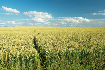 Animal path in a large wheat field