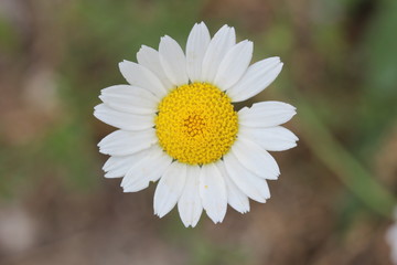 Fototapeta premium white daisy flower