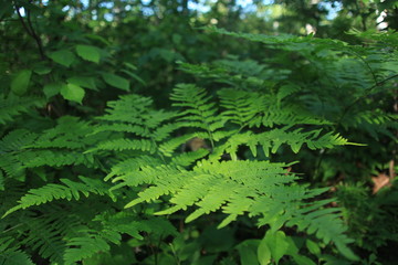 Fougères forêt boréale Québec