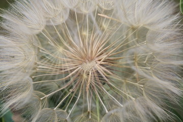 Fototapeta premium dandelion seeds in the wind