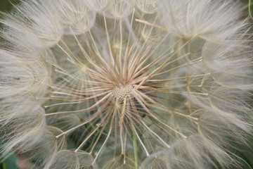 dandelion seeds in the wind