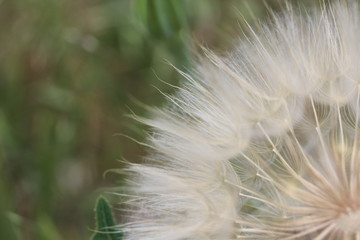 dandelion seed head