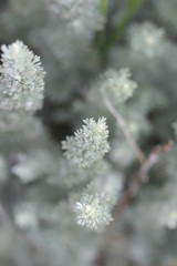 frost on branches