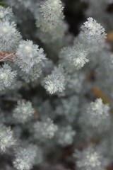 frost on pine needles