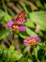 Close-up of a Gulf Fritillary butteryfly, Avgraulis vanillae nigrior,  on a Zinnia flower
