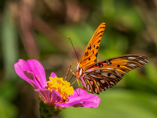 Close-up of a Gulf Fritillary butteryfly, Avgraulis vanillae nigrior,  on a Zinnia flower