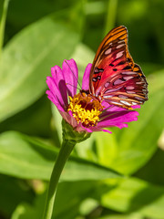 Close-up of a Gulf Fritillary butteryfly, Avgraulis vanillae nigrior,  on a Zinnia flower