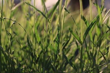 green grass in the wind