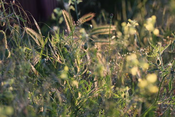 field of grass