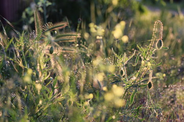 grass in the wind