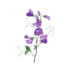 Vector illustration with sweet pea flowers on white isolated background.